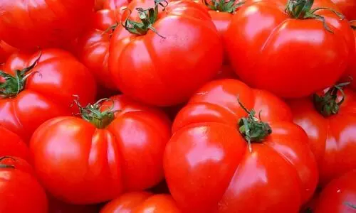 Pune farmer becomes millionaire amid rising tomato prices, earns Rs 3 cr in one month