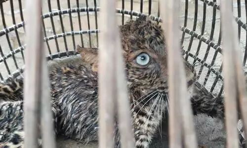 Leopard cub rescued from Chandrapur in Guwahati