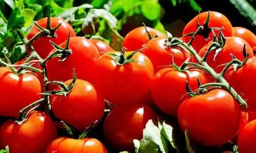 Nepal ready to supply tomatoes to India; seeks easier access to market