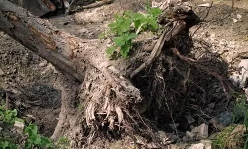 North Guwahati: 4 injured after tree falls during movie shoot