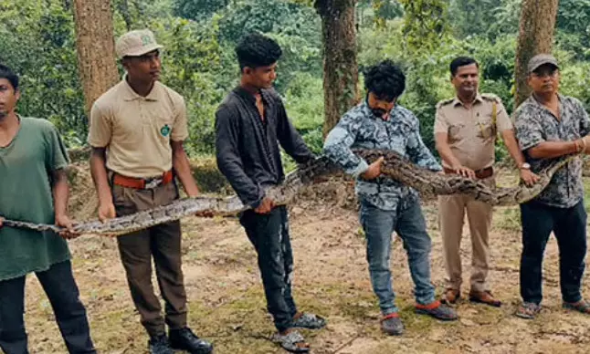 Assam: 18-Feet long python rescued from tea garden in Nagaon Assam: 18-Feet long python rescued from tea garden in Nagaon