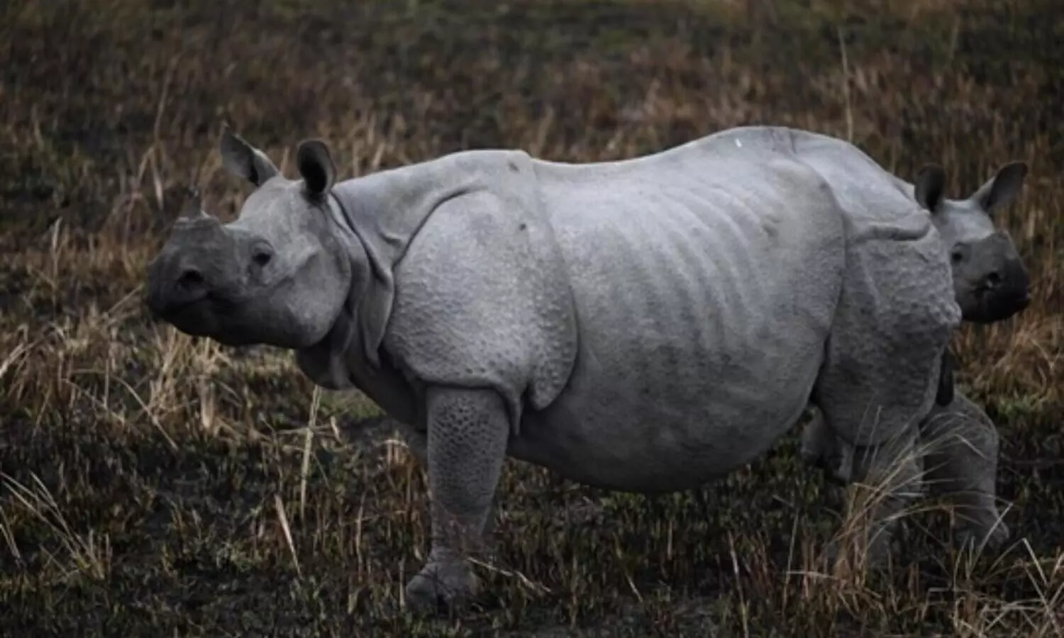 Fatal rhino attack claims life in Majuli: Villagers express concerns over wildlife management