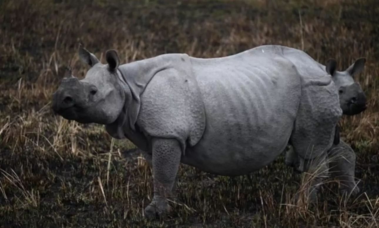 Fatal rhino attack claims life in Majuli: Villagers express concerns over wildlife management Fatal rhino attack claims life in Majuli: Villagers express concerns over wildlife management