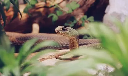 Assam’s Demow Model to be studied under National Snakebite Research project