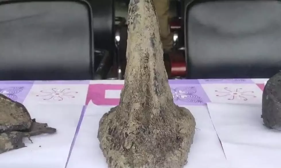 Rhino found dead in Manas National Park; horn recovered Rhino found dead in Manas National Park; horn recovered