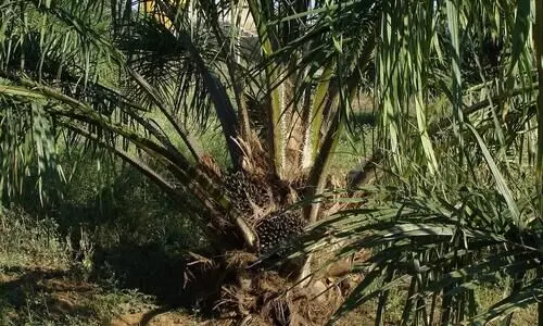 MPs from Northeast write to PM expressing concern over oil palm expansion plans