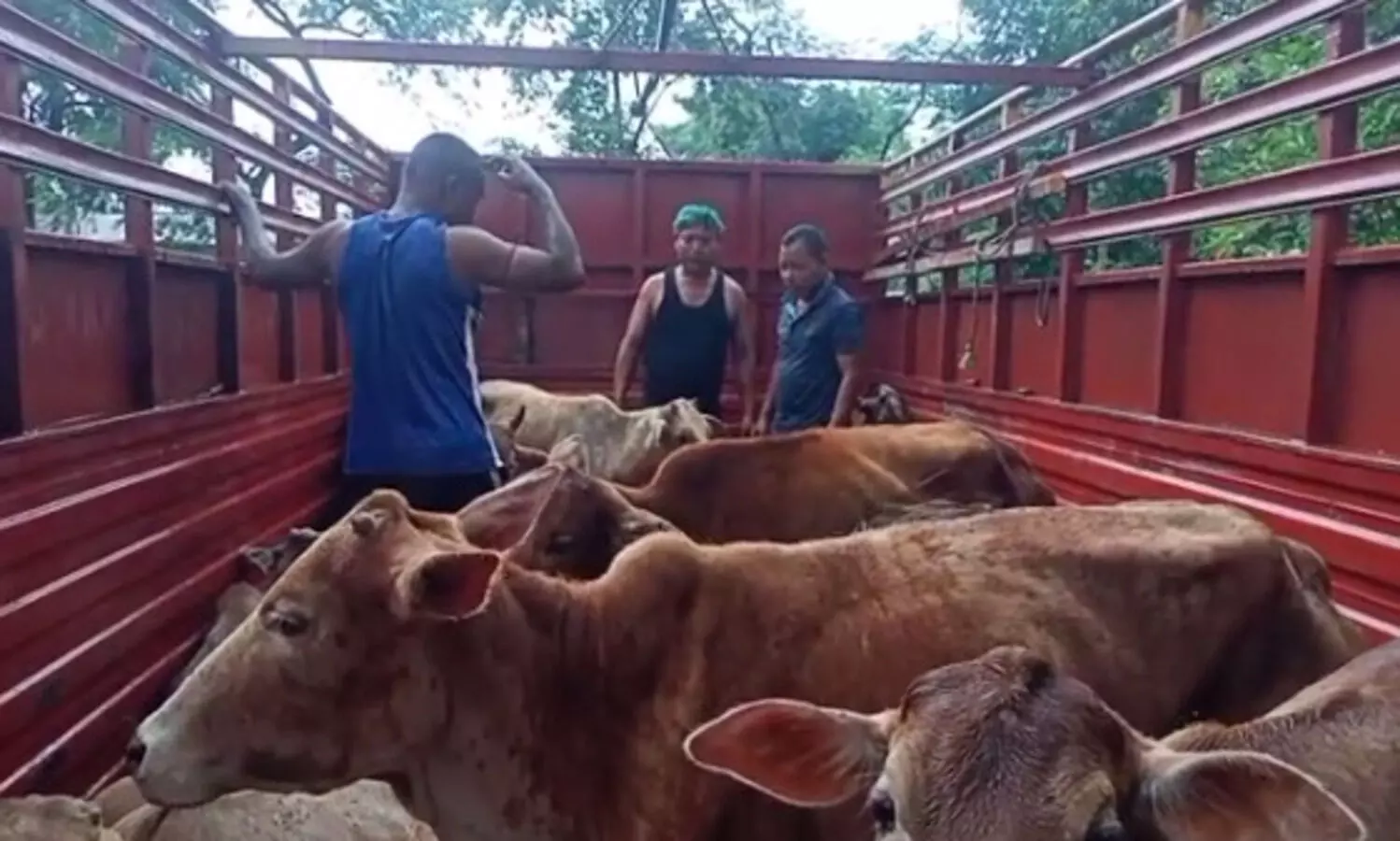 Two trucks loaded with cattle heads seized in Behali; four people arrested