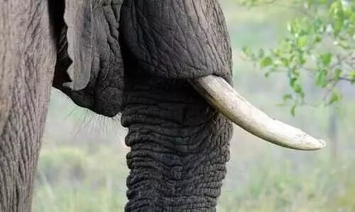 Elephant tusk seized at Guwahatis Kamakhya Railway Station