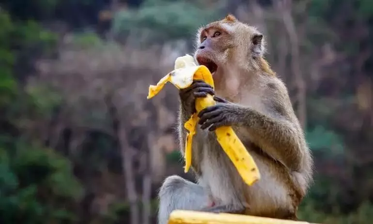 Feeding monkeys in Sikkim will invite Rs 5,000 fine Feeding monkeys in Sikkim will invite Rs 5,000 fine