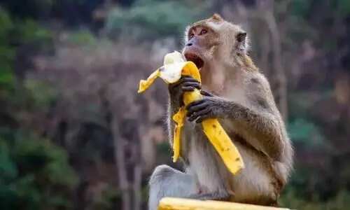 Feeding monkeys in Sikkim will invite Rs 5,000 fine