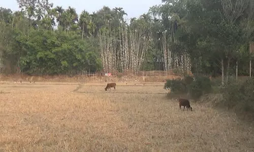 Assam: A village in Nalbari where just one family lives