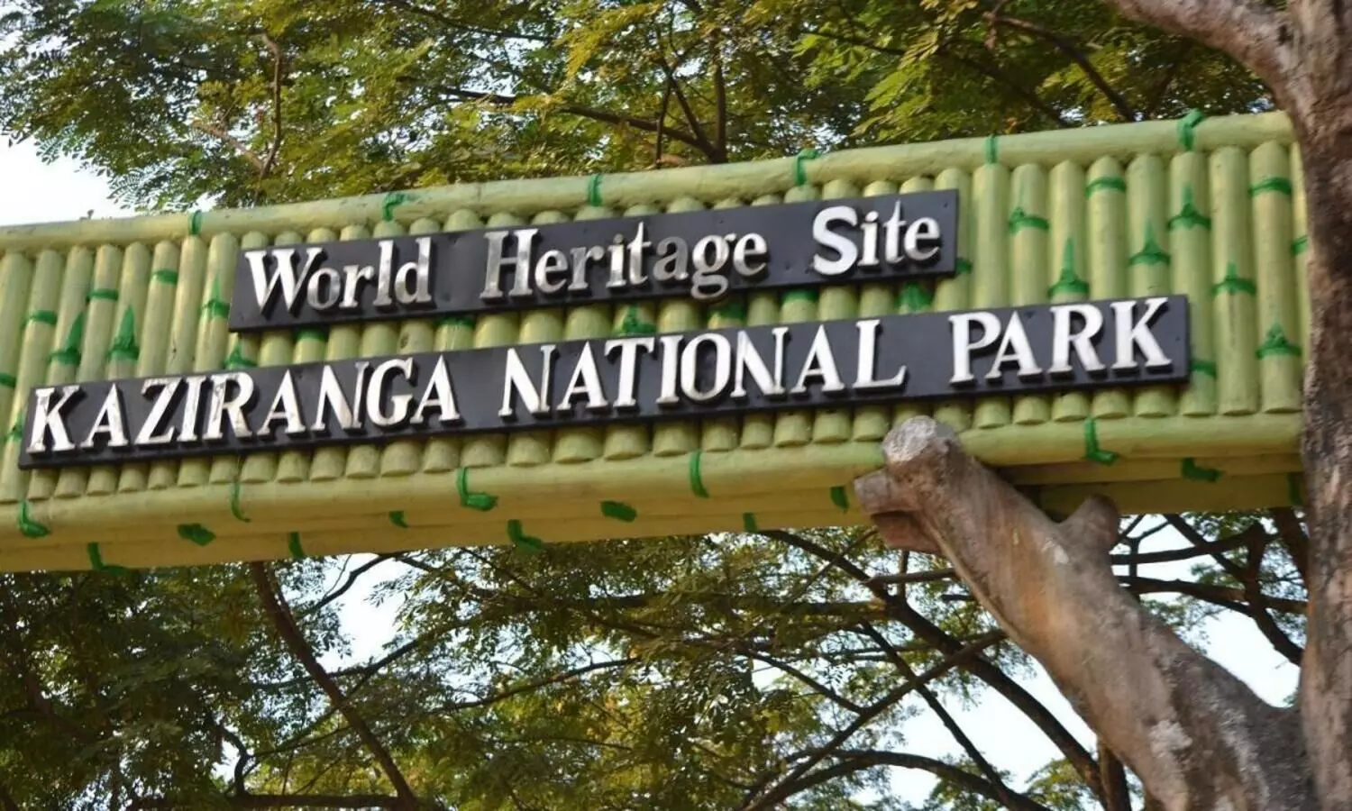 Kaziranga gets 1st woman field director; Sonali Ghosh to take charge on Sep 1