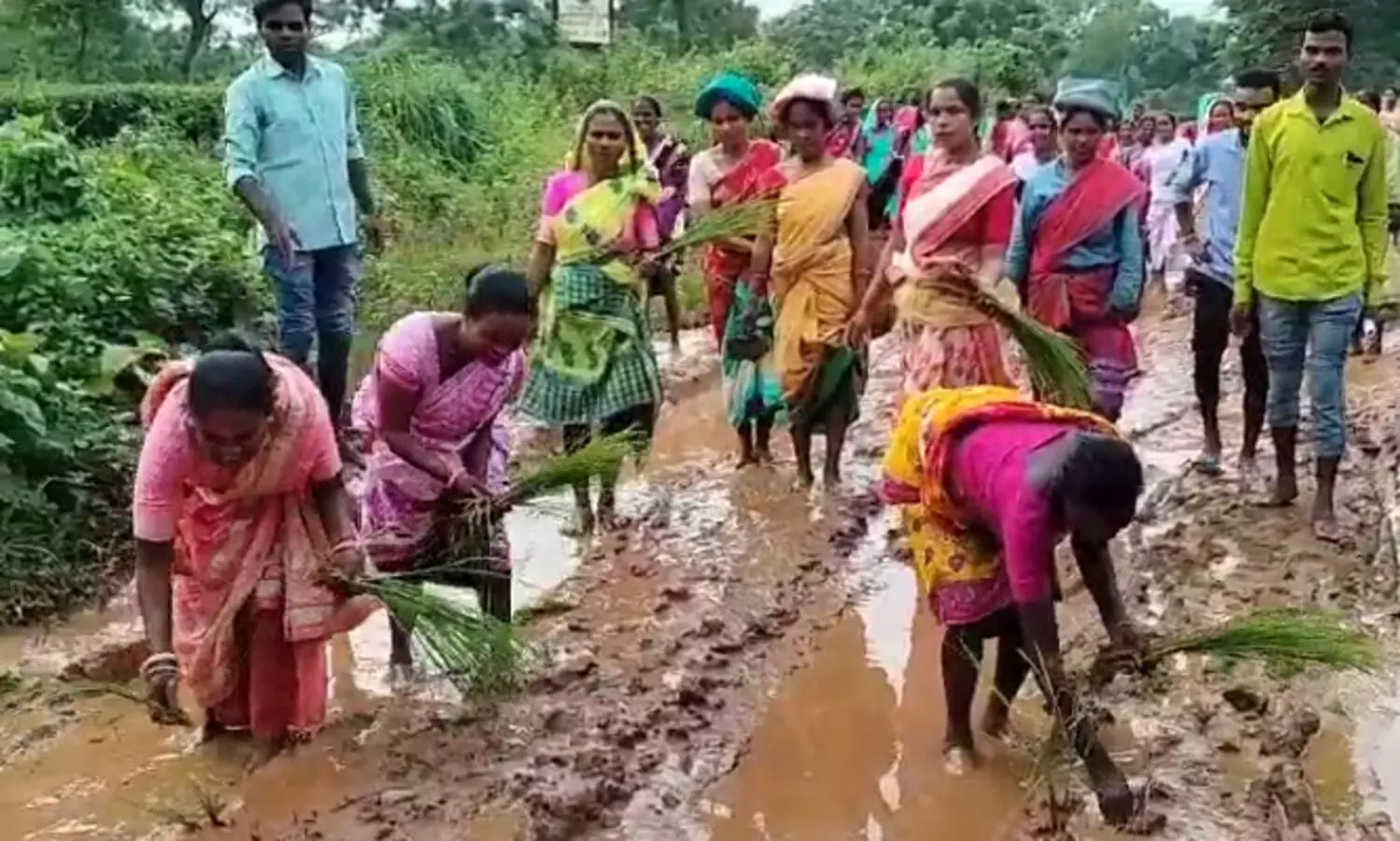 Potholed: Biswanath villagers protest by planting paddy on muddy road