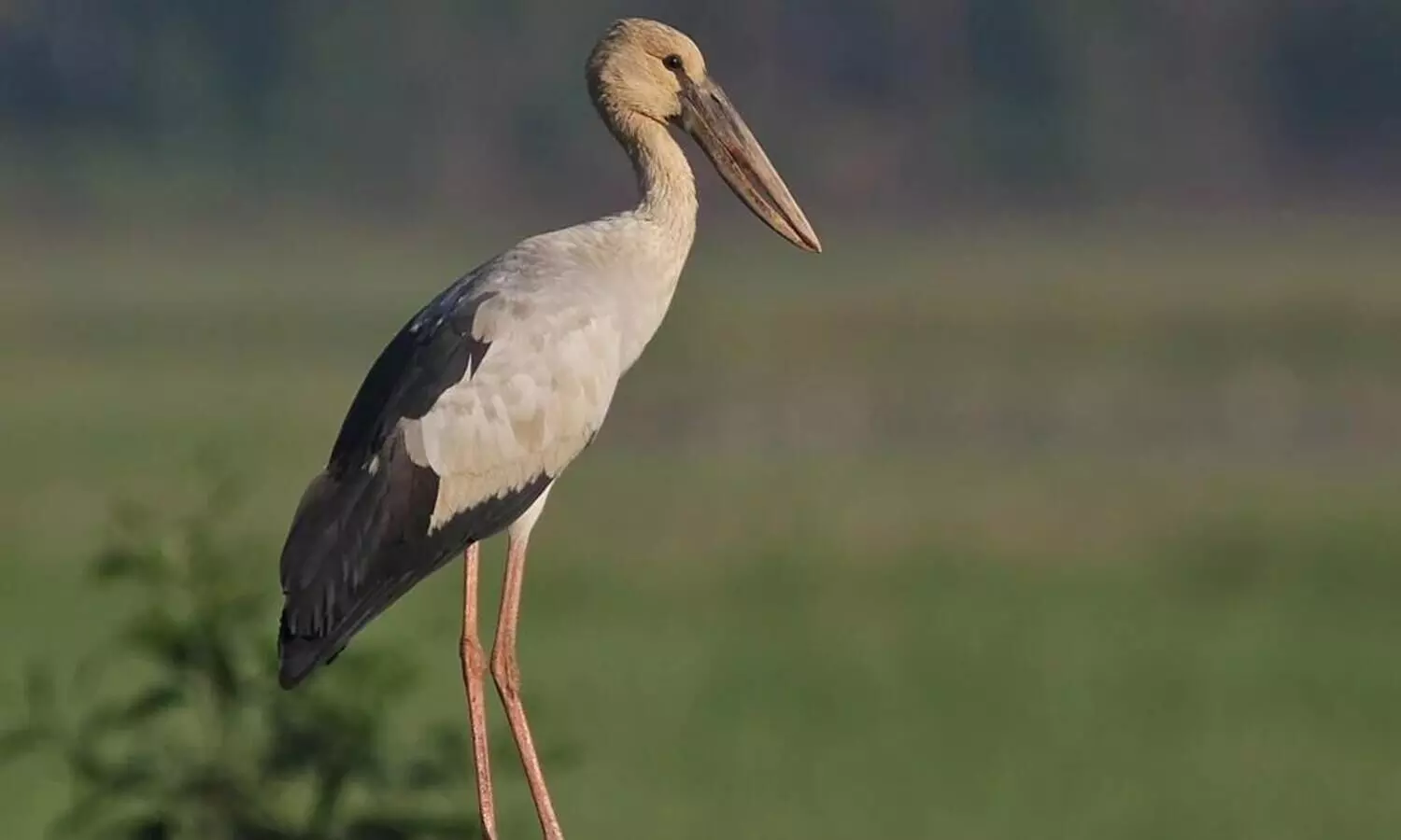 Over 30 Asian Openhill storks found dead in Assam