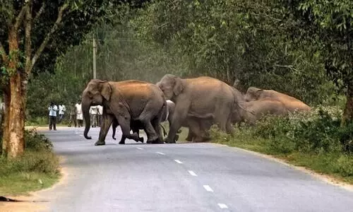 150 elephant corridors identified in India; West Bengal leads
