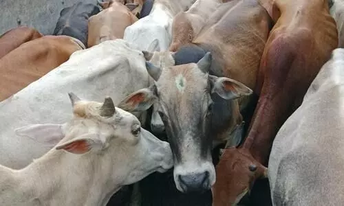 Assam: 41 cattle heads seized in Jorabat, 2 held