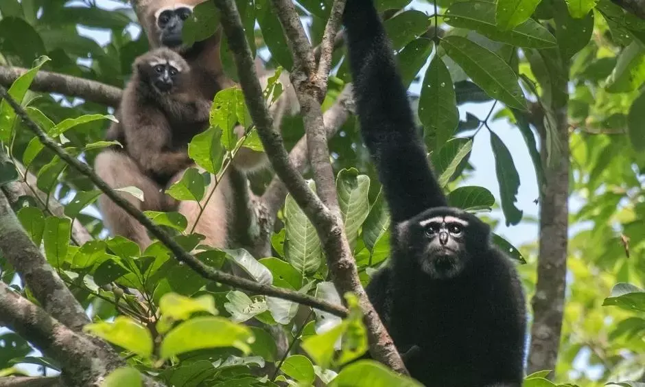 Assam: Female gibbon dies due to ‘negligence’ of forest staff
