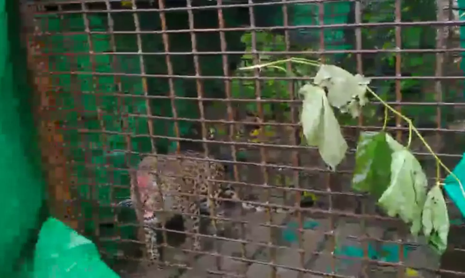 Assam: Leopard caged in Sonaphuli village of Baksa district