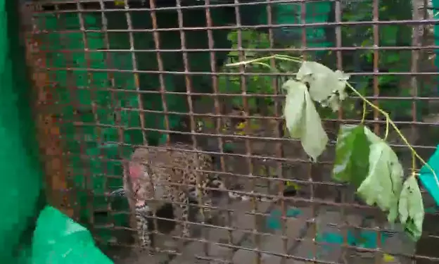 Assam: Leopard caged in Sonaphuli village of Baksa district Assam: Leopard caged in Sonaphuli village of Baksa district