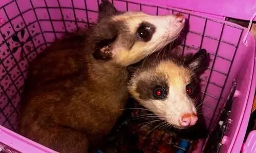 Exotic wild animals recovered from Assam-Mizoram border