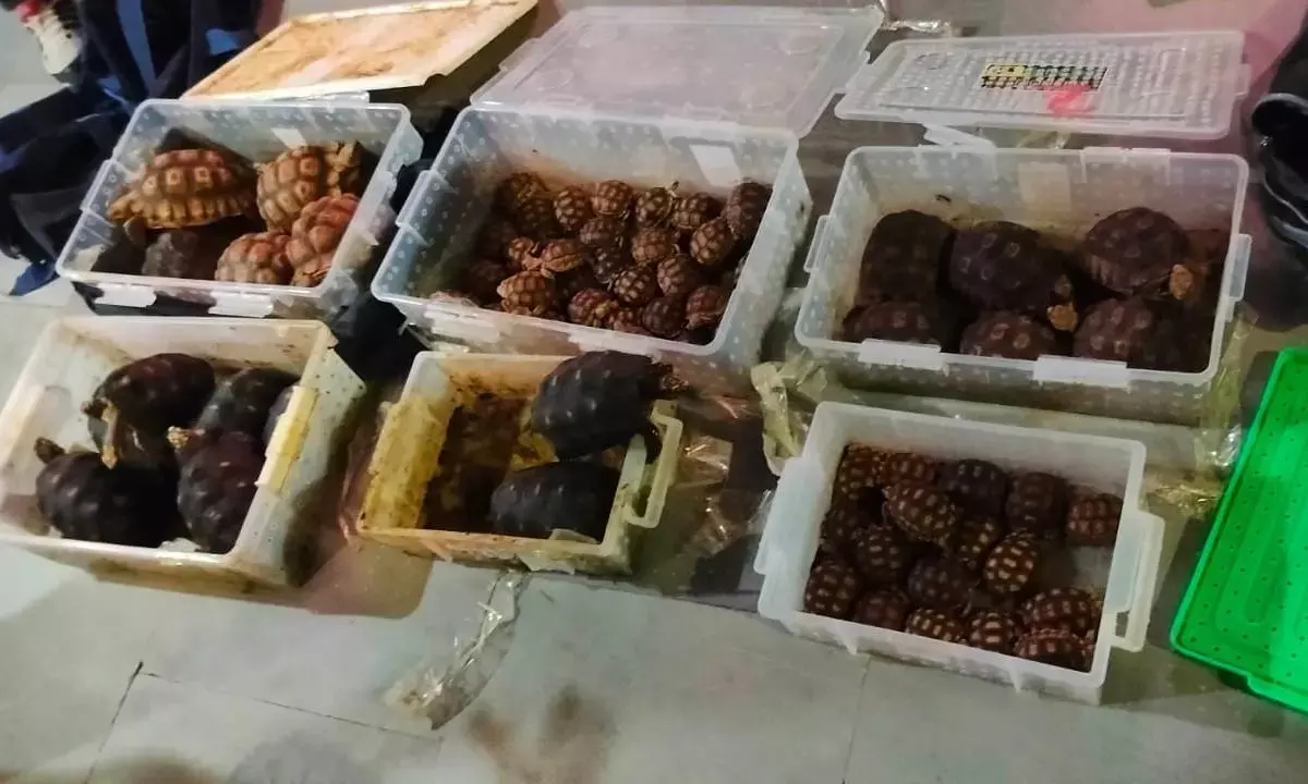 74 tortoises rescued at Lumding Railway Station; 2 held