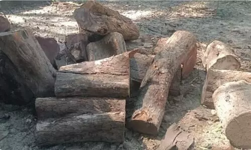 Logs of illegally felled Khair trees recovered in Lakhimpur