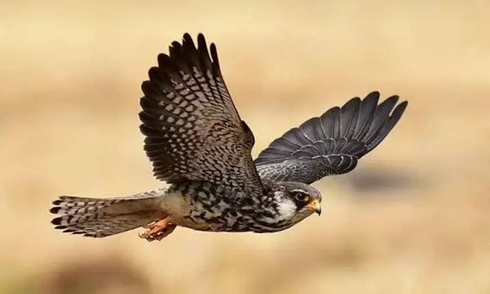 Manipur’s Tamenglong welcomes Amur falcons; three birds to be tagged for research