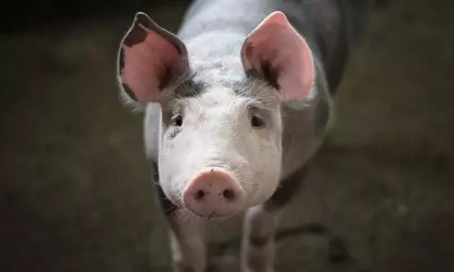 African swine fever detected in Manipur again