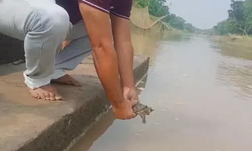Assam: Endangered turtle rescued in Raha