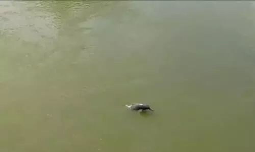 Gangetic Dolphin spotted in Charikadiya River after a quarter century