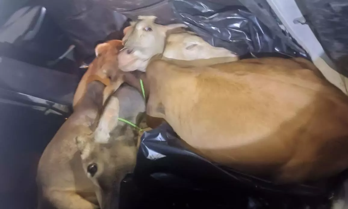 Assam: 32 cattle heads recovered from 3 cars in Nagaon Assam: 32 cattle heads recovered from 3 cars in Nagaon