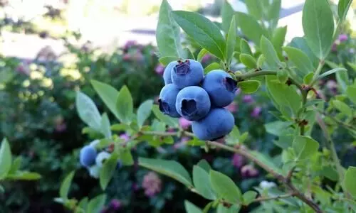 Blueberries: The antioxidant powerhouse for brain health