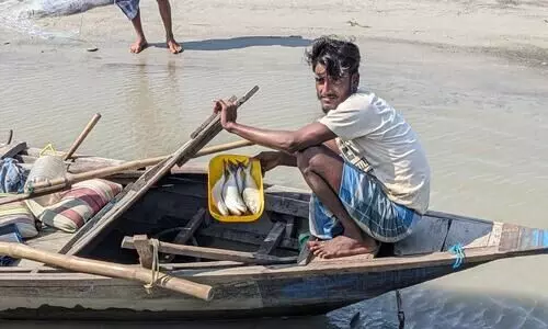 Hilsa fishing on Brahmaputra banks in Dhubri: A seasonal blessing for over 300 families
