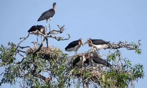 Destruction of lesser adjutant stork habitats raises alarm in Biswanath