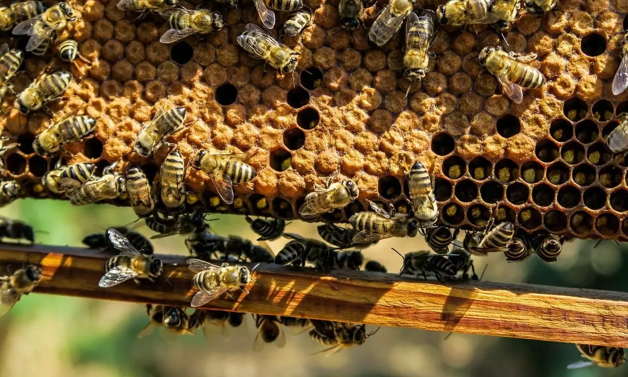 To check border crimes and generate livelihood, BSF installs beehives along India-Bangladesh border To check border crimes and generate livelihood, BSF installs beehives along India-Bangladesh border