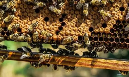 To check border crimes and generate livelihood, BSF installs beehives along India-Bangladesh border