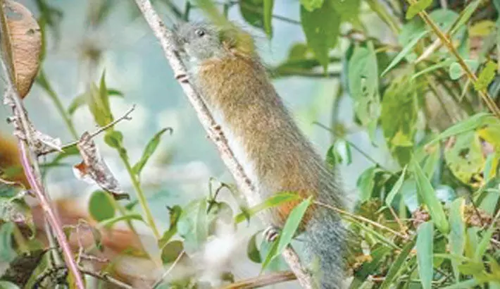 Rare species of bamboo rat spotted in Bengal Rare species of bamboo rat spotted in Bengal