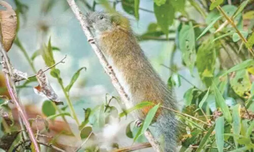 Rare species of bamboo rat spotted in Bengal