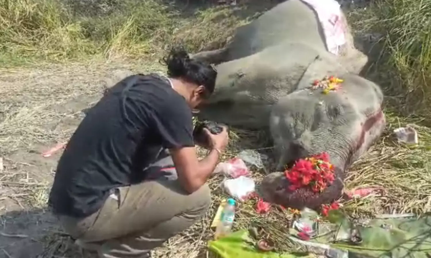 Pregnant elephant found dead in Assam’s Tezpur