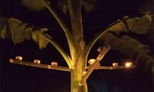 ‘Contact us to dispose banana trees after diwali,’ urges GMC