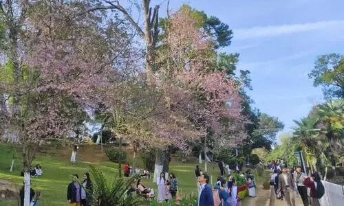 Shillong: Villagers call on authorities to ensure low noise levels at Cherry Blossom Festival
