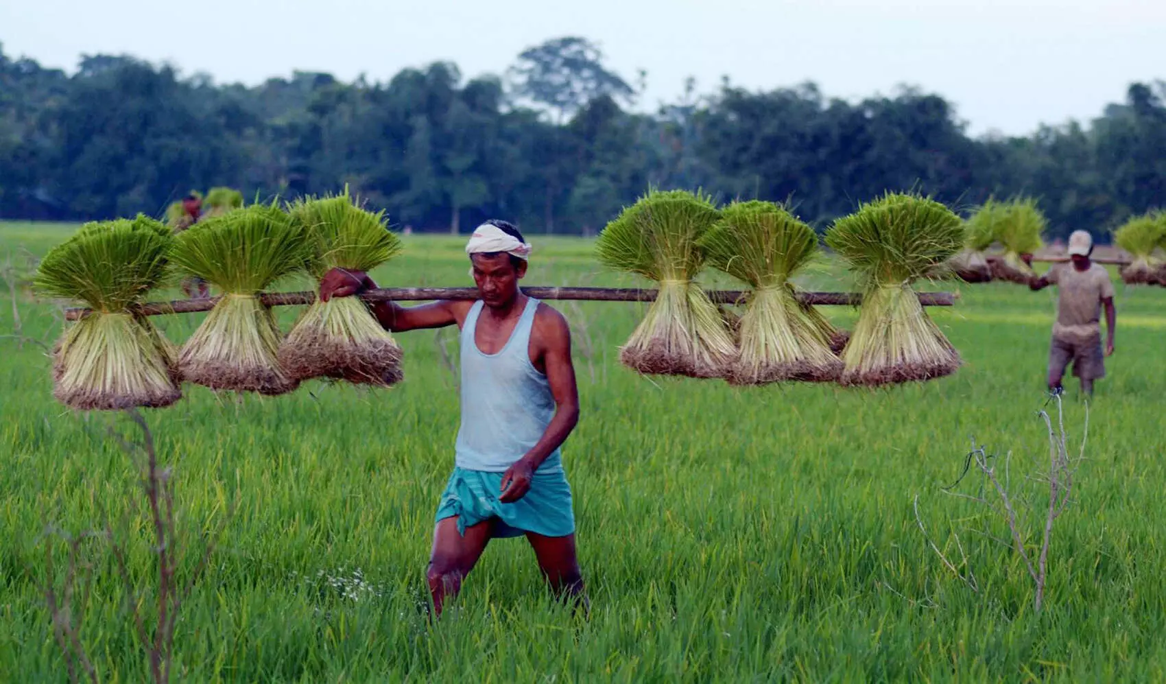 Assam: Over 12 lakh farmers to receive Rs 2,000 under PM-Kisan scheme Assam: Over 12 lakh farmers to receive Rs 2,000 under PM-Kisan scheme