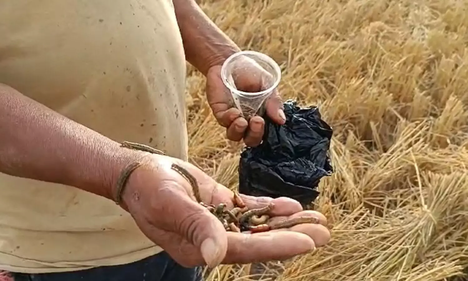 Pest attack leaves trail of destruction in Assam’s Goalpara