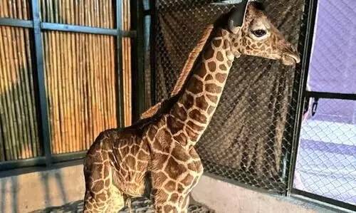 Assam State Zoo welcomes new-born giraffe