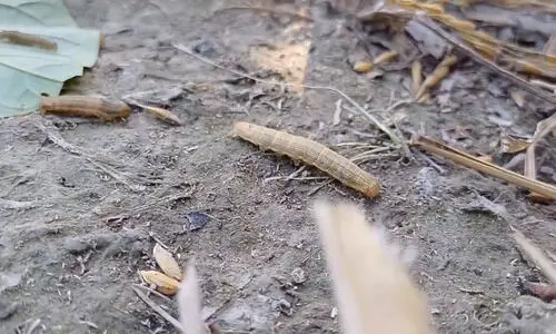 Agricultural Devastation Unleashed: Golakganj Grapples with Catastrophic Caterpillar Onslaught