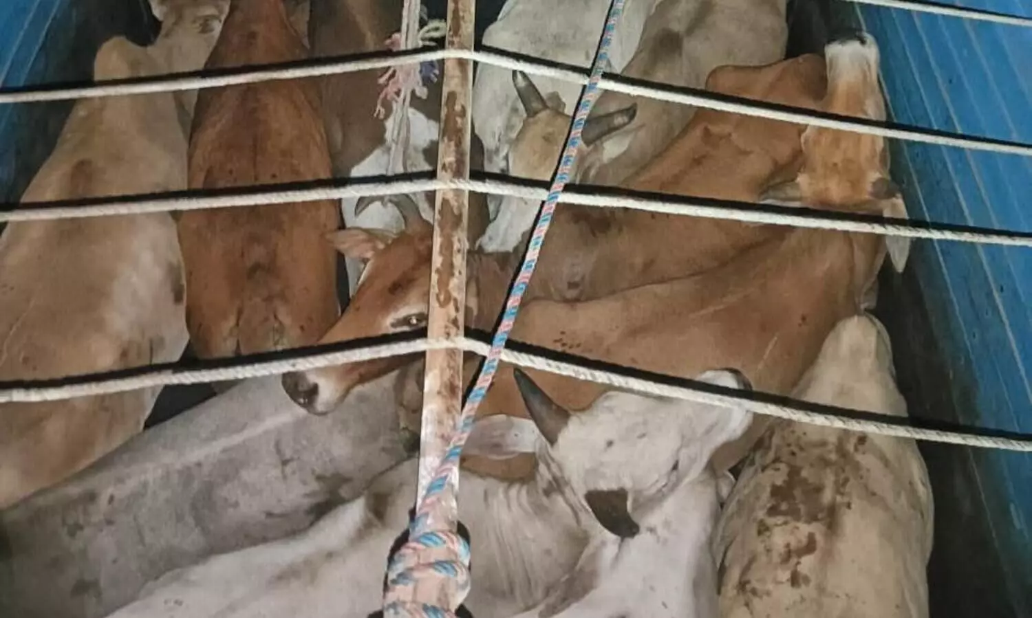 Assam: Fifty five cattle heads rescued in Jorabat, 3 arrested