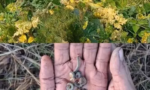 Lakhimpur district grapples with worm attack and disease outbreak in crops