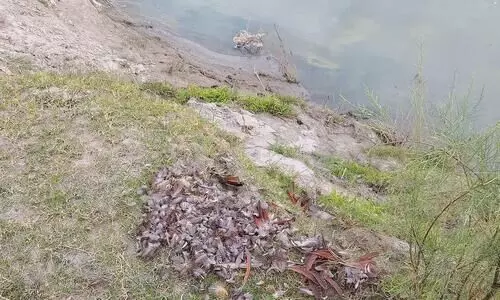 Endangered Swamp Partridge slaughtered and eaten by miscreants in Lakhimpur