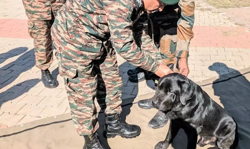 Army dog Domino awarded for tracking down terrorists in Rajouri Army dog Domino awarded for tracking down terrorists in Rajouri