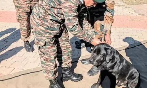 Army dog Domino awarded for tracking down terrorists in Rajouri